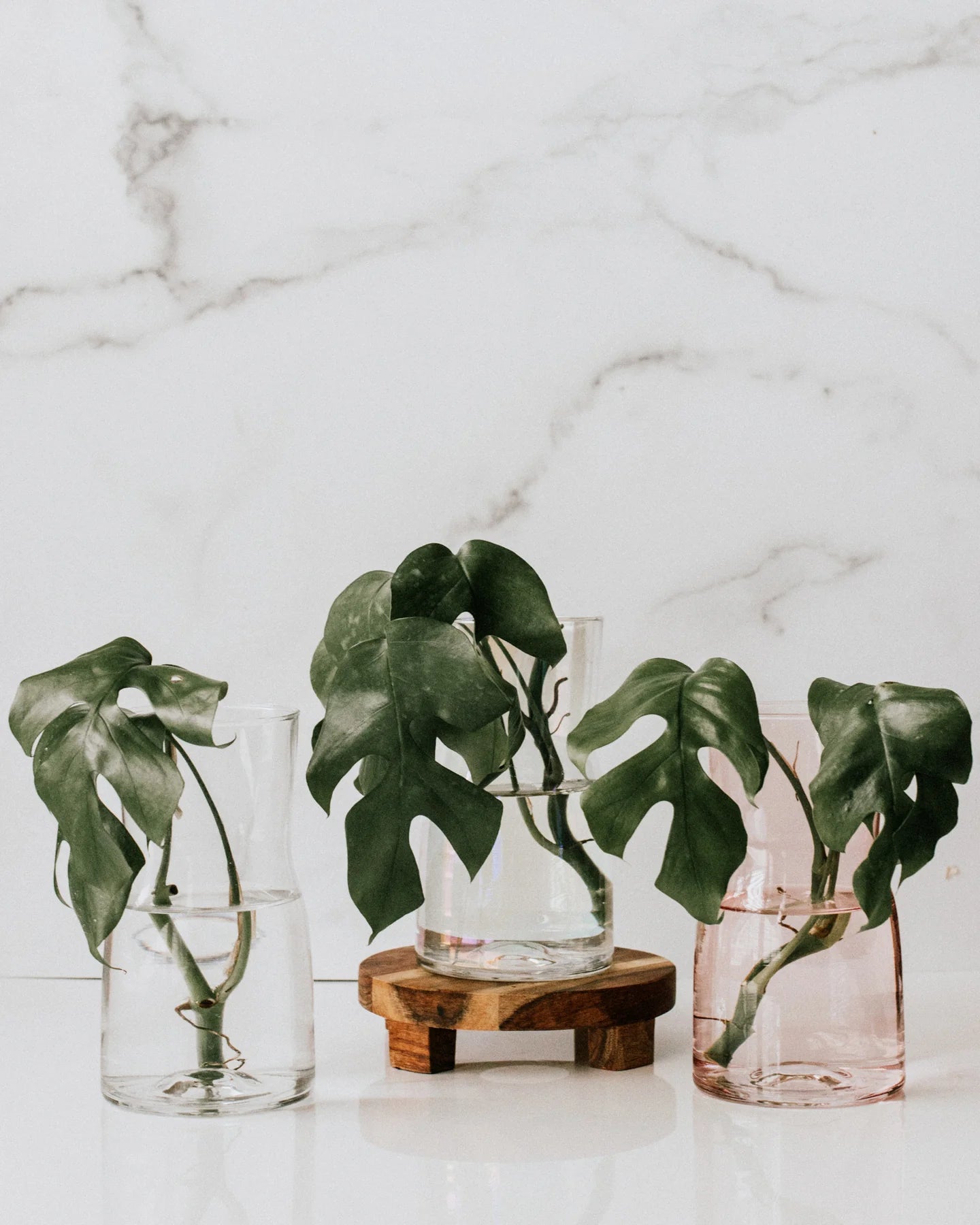 Glass Propagation Vase | Multiple Colors