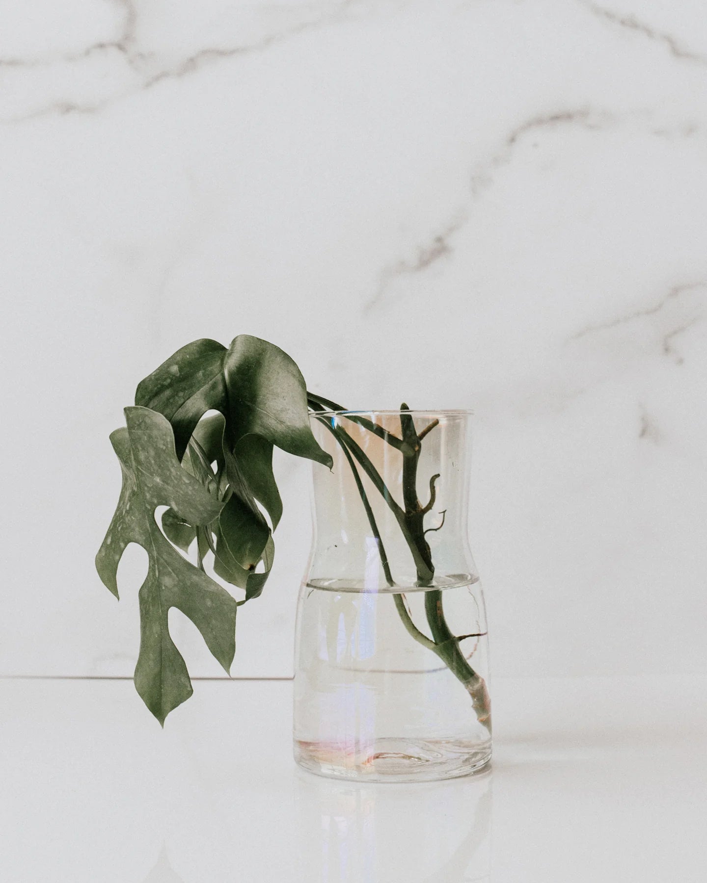 Glass Propagation Vase | Multiple Colors